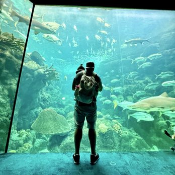 The Florida Aquarium - My favorite with my favorites - Aquariums Near Me - Tampa, Florida