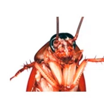 Port Property - ROACHES - Apartments Near Me - Portland, Maine Port Property - ROACHES - Apartments Near Me - Portland, Maine