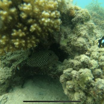 Try Scuba Diving - Honolulu - Scuba Diving Near Me - Honolulu, Hawaii Try Scuba Diving - Honolulu - Scuba Diving Near Me - Honolulu, Hawaii