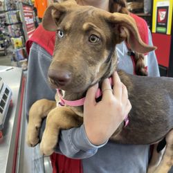 Tractor Supply - Puppy up for adoption