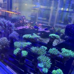Captive Seas Aquariums
