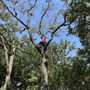 Photo of Big Gorilla Tree Service