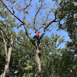 Big Gorilla Tree Service - Our Climber.