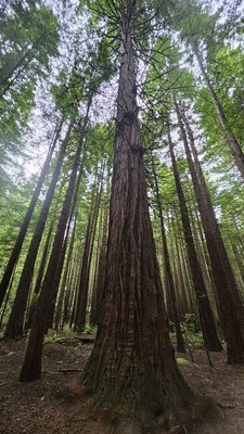 Redwoods – Whakarewarewa Forest by null