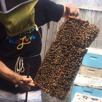Big Island Bees - Bees! - Honey Near Me - Captain Cook, Hawaii Big Island Bees - Bees! - Honey Near Me - Captain Cook, Hawaii