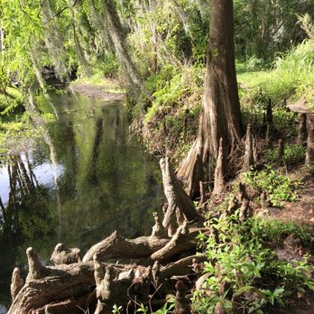 Mead Botanical Garden - Cypress - Botanical Gardens Near Me - Winter Park, Florida