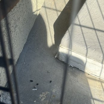 Bug1one Pest Management - Rat dropping outside excluded area after patches were made - Pest Control Near Me