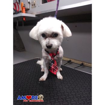 Amore Pet Grooming - Pet Groomers Near Me Amore Pet Grooming - Pet Groomers Near Me