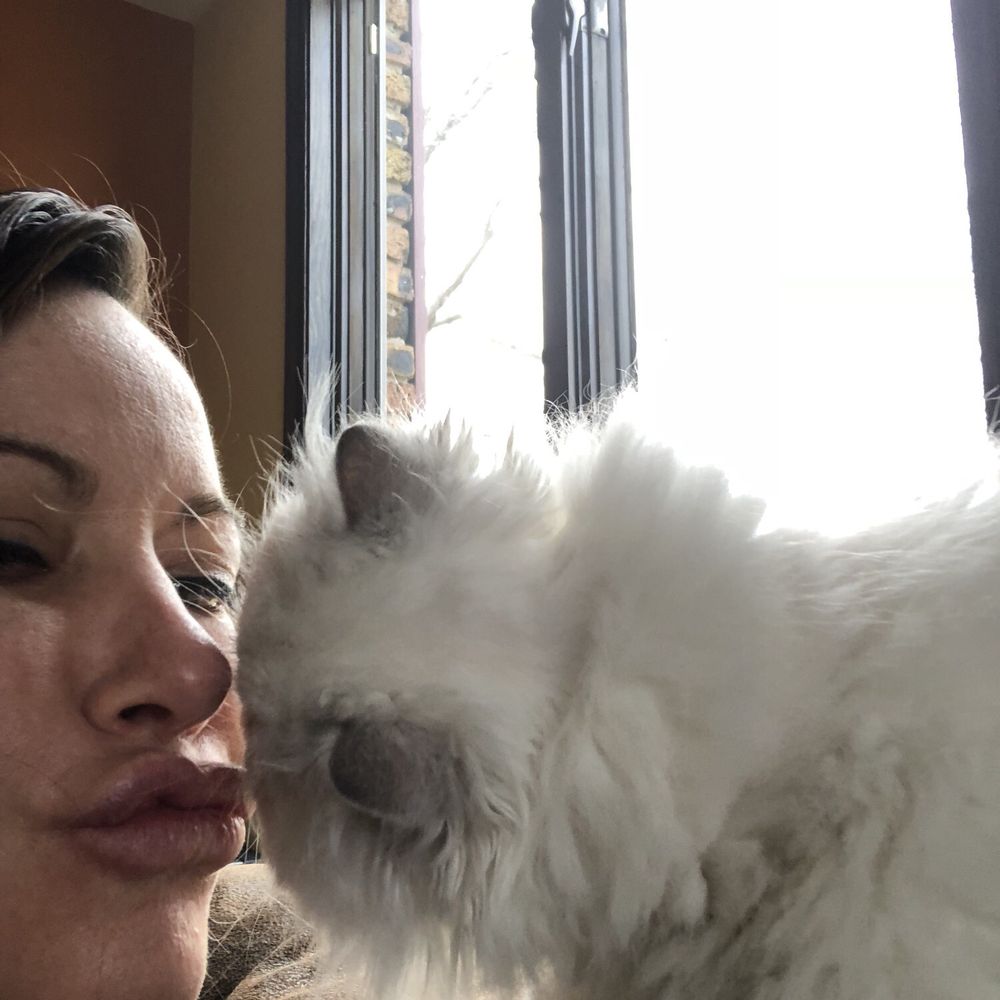 Elite Kitten - Pet Breeders Near Me