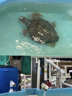 Georgia Sea Turtle Center by null