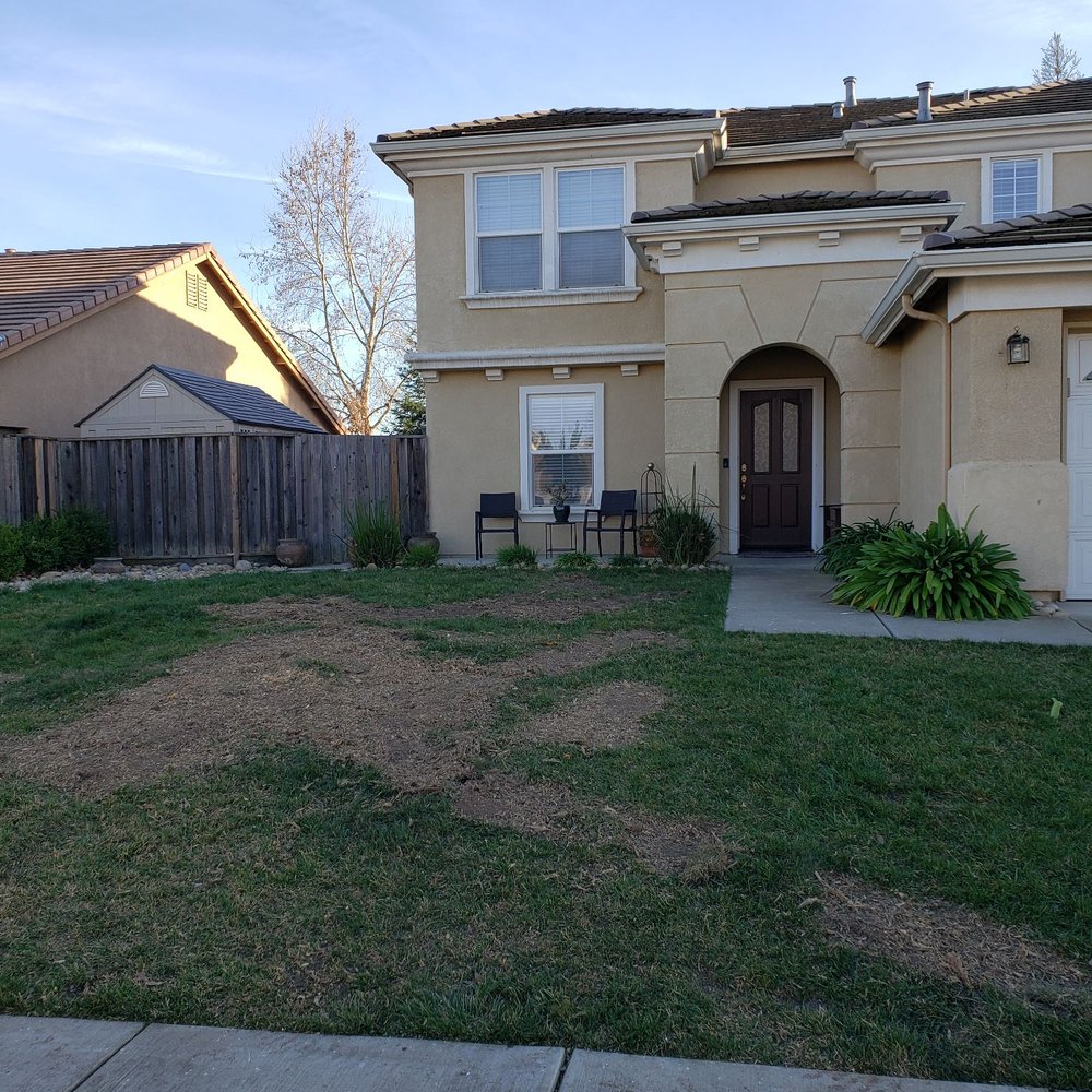 Tree and yard after