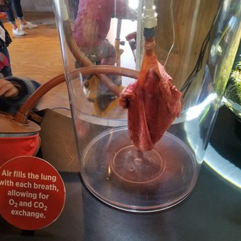 Science Mill - Real pig lung - Museums Near Me - Johnson City, Texas