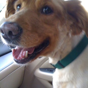 Pupsi - All done with grooming! - Pet Sitting Near Me - Cary, North Carolina
