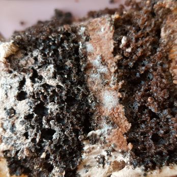 Meli Cafe - Mold on the slice of chocolate cake we brought home - New American Near Me - Chicago, Illinois Meli Cafe - Mold on the slice of chocolate cake we brought home - New American Near Me - Chicago, Illinois