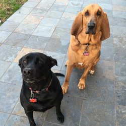 Spoiled to "DA" Bone Pet Sitting LLC - They might look big but they are big babies & their hearts are even bigger.
