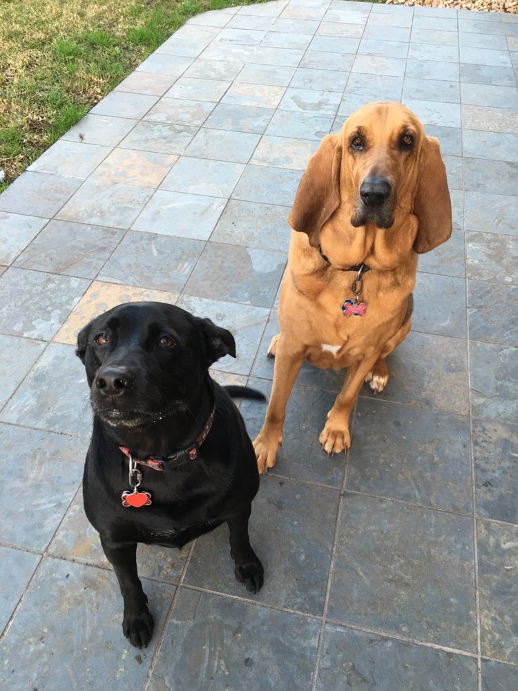 Spoiled to "DA" Bone Pet Sitting LLC - pet boarding facility in Marrero, LA