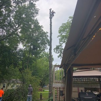 Andy's tree & landscape - a man working on a tree - Tree Services Near Me - Indianapolis, Indiana Andy's tree & landscape - a man working on a tree - Tree Services Near Me - Indianapolis, Indiana