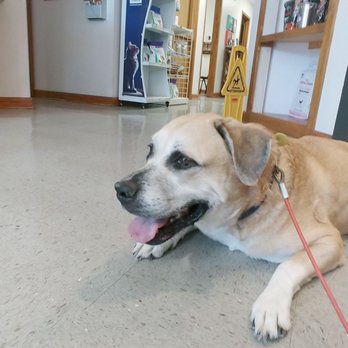 Loop 410 Veterinary Hospital - My pup. Content after a great visit with doctor Willie. - Veterinarians Near Me - San Antonio, Texas Loop 410 Veterinary Hospital - My pup. Content after a great visit with doctor Willie. - Veterinarians Near Me - San Antonio, Texas
