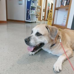 user provided CareVet of San Antonio - Loop 410 photo