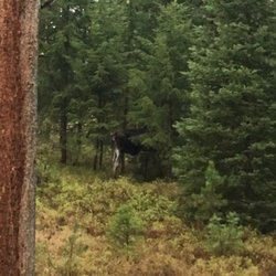 Beaver Creek Campground - Moose in B loop