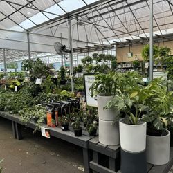 Pike Nurseries
