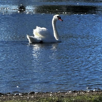 Belle Isle by null