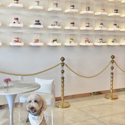Dog friendly!!!