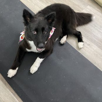 Royalty mobile Grooming - Pet Groomers Near Me