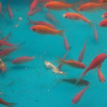 PetSmart - Petsmart is disgusting. Starving fish cannibalizing their own kind. Dead fish and skeletons galore. Cramped animals, poor conditions. - Pet Stores Near Me - Daly City, California