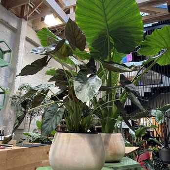 Arcana - Giant plants - Nurseries & Gardening Near Me - San Francisco, California