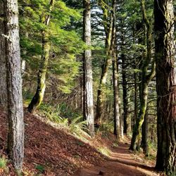 Cape Horn Trail