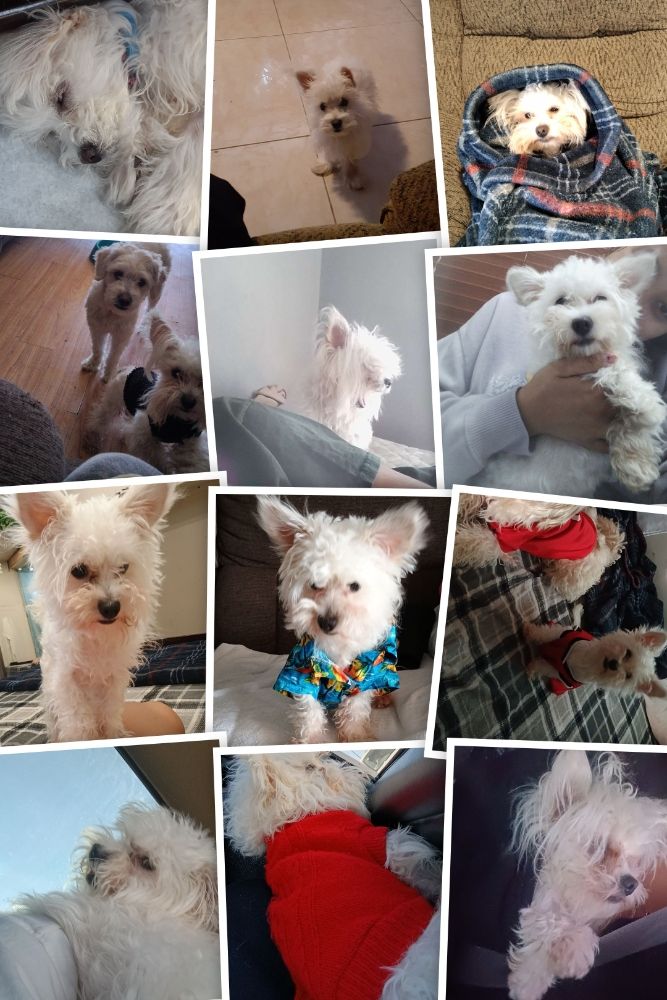 Meli Pet Sitting - pet boarding facility in Canutillo, TX
