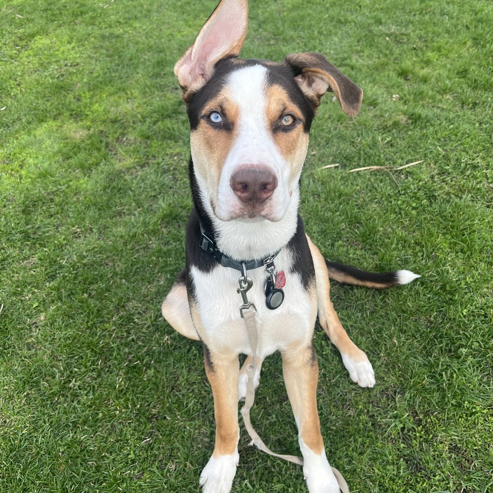 Back to Basics Dog Training - Such a good boy!!!! - Pet Training Near Me Back to Basics Dog Training - Such a good boy!!!! - Pet Training Near Me