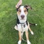 Photo of Back to Basics Dog Training