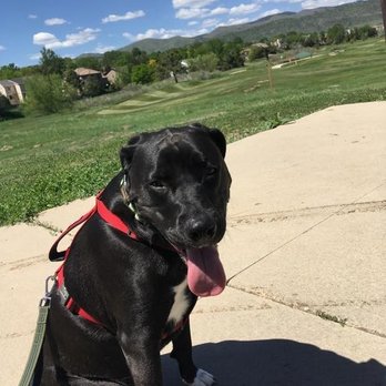 Dogs Colorado - What are you waiting for? Lets Go! - Dog Walkers Near Me Dogs Colorado - What are you waiting for? Lets Go! - Dog Walkers Near Me