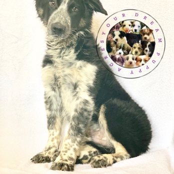 Your Dream Puppy - Border Collie /Aussie Shepherd mix puppy $250 www.yourdreampuppy.com - Pet Adoption Near Me - Rochester, New York Your Dream Puppy - Border Collie /Aussie Shepherd mix puppy $250 www.yourdreampuppy.com - Pet Adoption Near Me - Rochester, New York