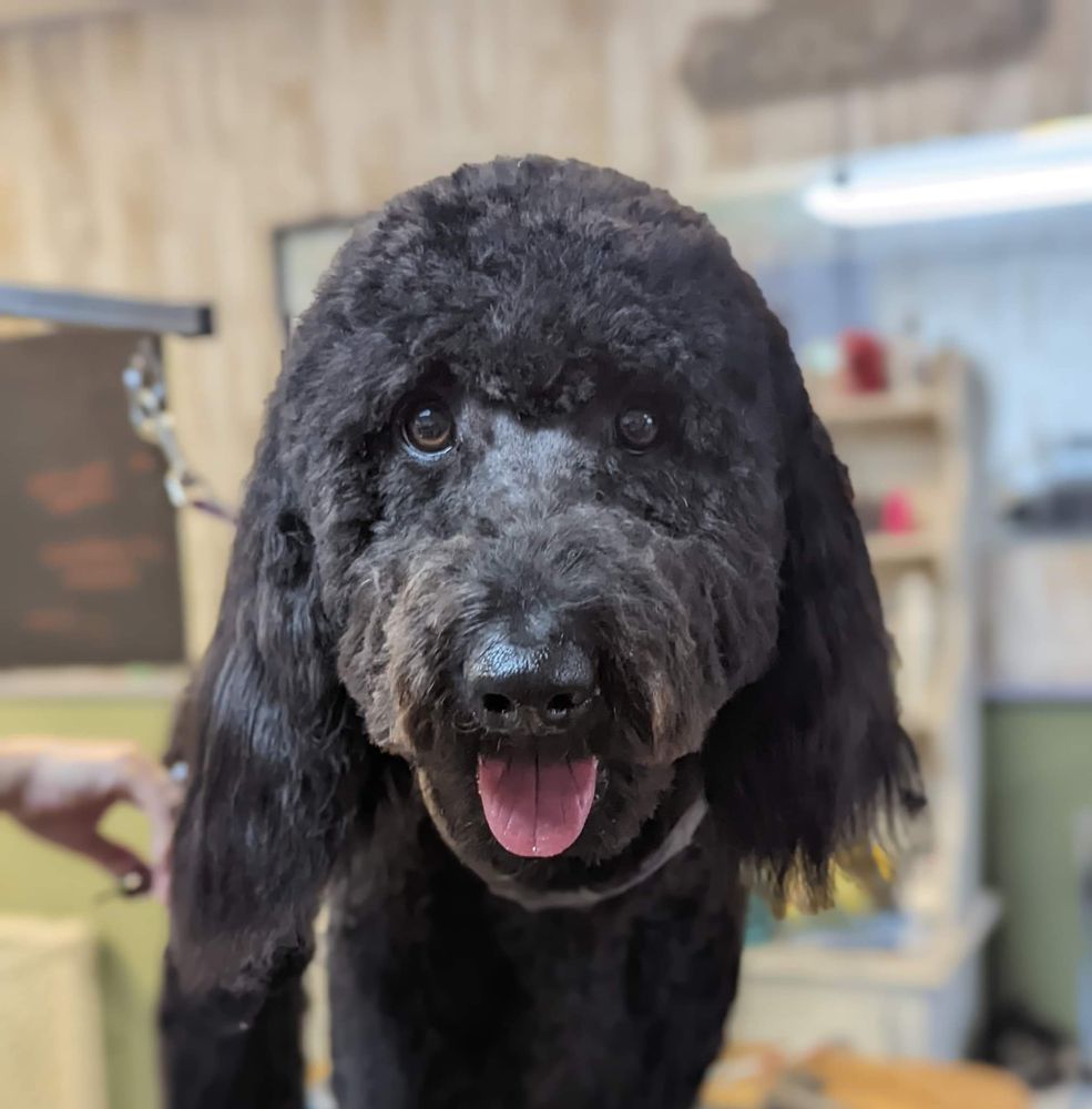 SITTIN’ PRETTY PET PARLOR Updated September 2024 20 Photos 4915