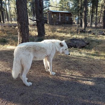 Bearizona - Zoos Near Me - Williams, Arizona Bearizona - Zoos Near Me - Williams, Arizona