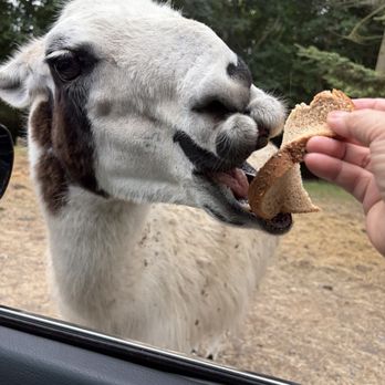 Olympic Game Farm - Llama - Zoos Near Me - Sequim, Washington