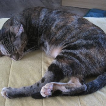 Tropi Cats - Themed Cafes Near Me - Lihue, Hawaii Tropi Cats - Themed Cafes Near Me - Lihue, Hawaii
