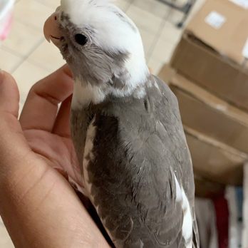 Omar's Exotic Birds - Pet Sitting Near Me - Lake Forest, California