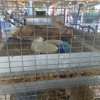 Dixon May Fair - Rabbits - Festivals Near Me - Dixon, California