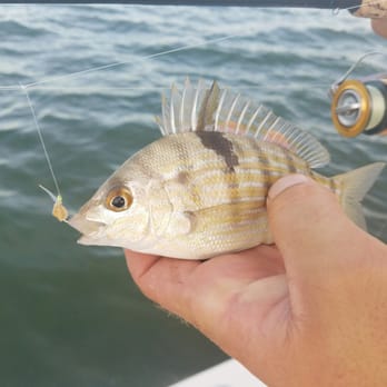Miami Inshore Fishing - The bait! - Fishing Near Me - Key Biscayne, Florida