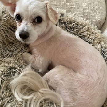Classy Canine's Wiggle Rumps - Newest cut with new management, unhappily shaved. - Pet Groomers Near Me - Castrovalley, California Classy Canine's Wiggle Rumps - Newest cut with new management, unhappily shaved. - Pet Groomers Near Me - Castrovalley, California