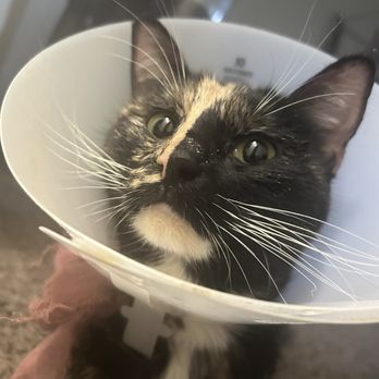 A Cat Hospital - Veterinarians Near Me - Henderson, Nevada