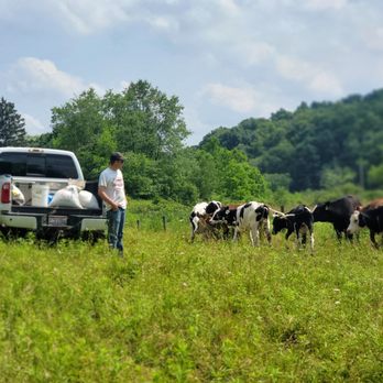 Ellington Farms - a man standing in a field with cows - Farms Near Me - Louisville, Ohio Ellington Farms - a man standing in a field with cows - Farms Near Me - Louisville, Ohio