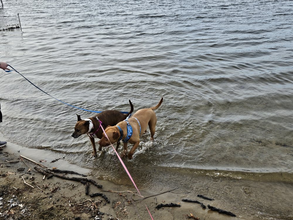 Dog to Frog Daycare and Boarding - pet boarding facility in Wolverine Lake, MI