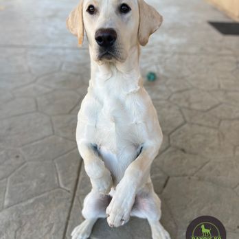 Rayo's K9 Academy - Pet Training Near Me Rayo's K9 Academy - Pet Training Near Me