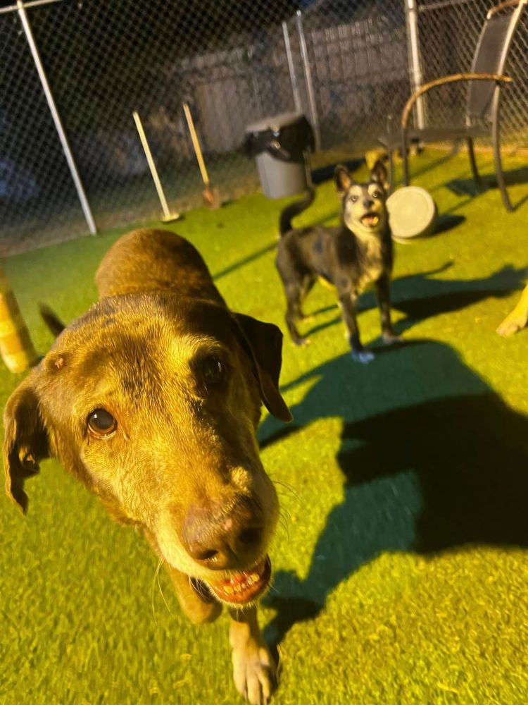 FRITZ KENNEL Updated September 2024 34 Photos & 54 Reviews 9513 Yupondale Dr, Houston