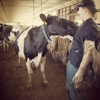 Hidden Rock Large Animal Services - Beautiful cow - Veterinarians Near Me